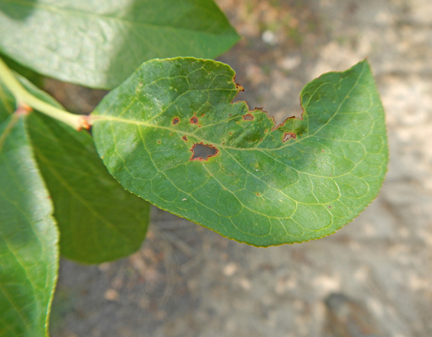 Close up of a green leave with brown spots and the edge of the leave missing.