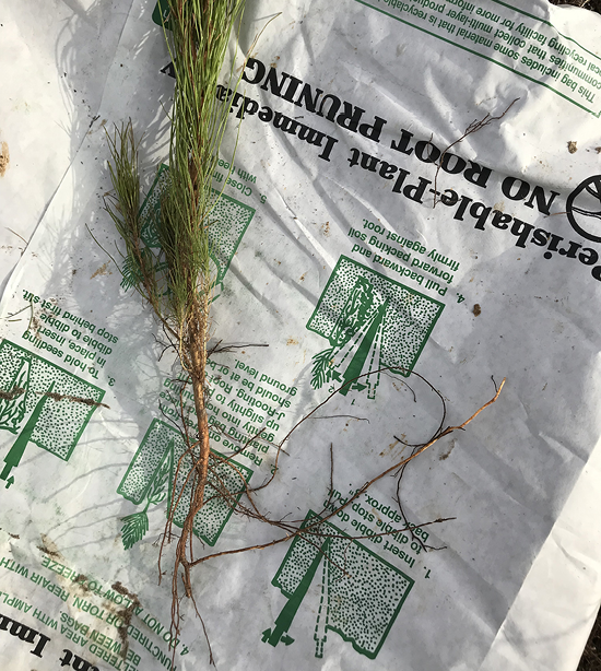 A seedling features a root system that needs to be pruned, displayed on top of an empty seedling bag.
