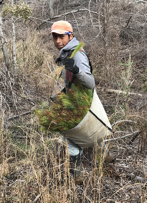 A person carries seedlings in a large sack while holding one seedling in his hand.