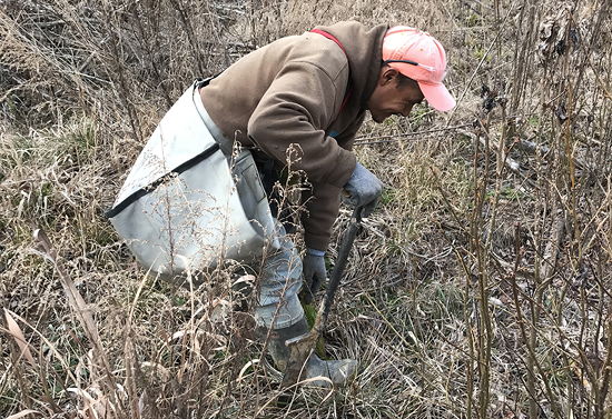 A person is handplanting loblolly pine seedlings into the ground.