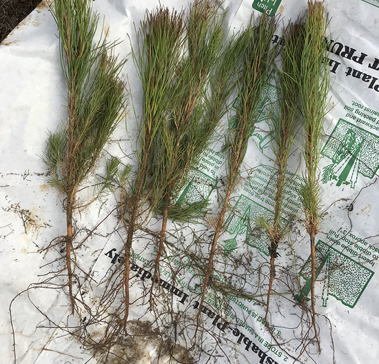 Several seedlings are displayed in a row on top of an empty seedling bag. 