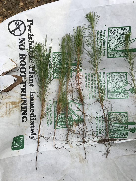 Culled seedlings with inadequate stems are displayed on top an empty seedling bag.