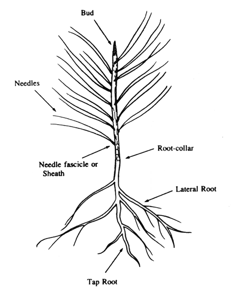 Seedling morphology diagram indicates different parts of seedling including the bud, needles, sheath, root collar, lateral root and tap root.