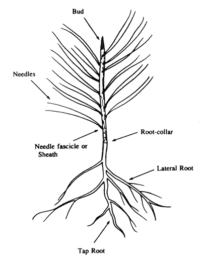 Planting Southern Pines: A Guide To Species Selection And Planting 