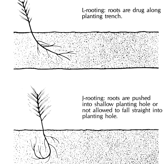 Diagram of L-rooting.