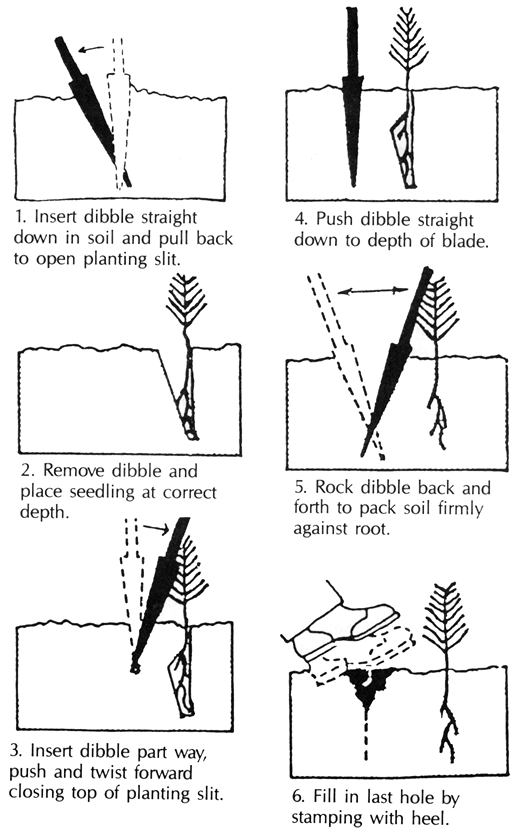 Diagram of the steps one through six of the dibble planting technique. 