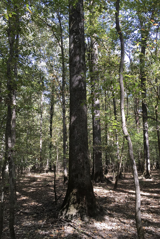 A straight cherrybark oak tree with no lower branches, surrounded by other cherrybark oaks.