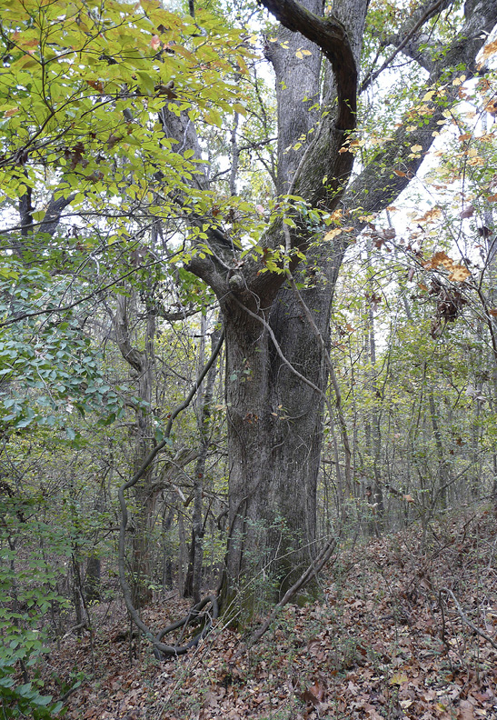 A low-quality oak with several branches starting low on the trunk.