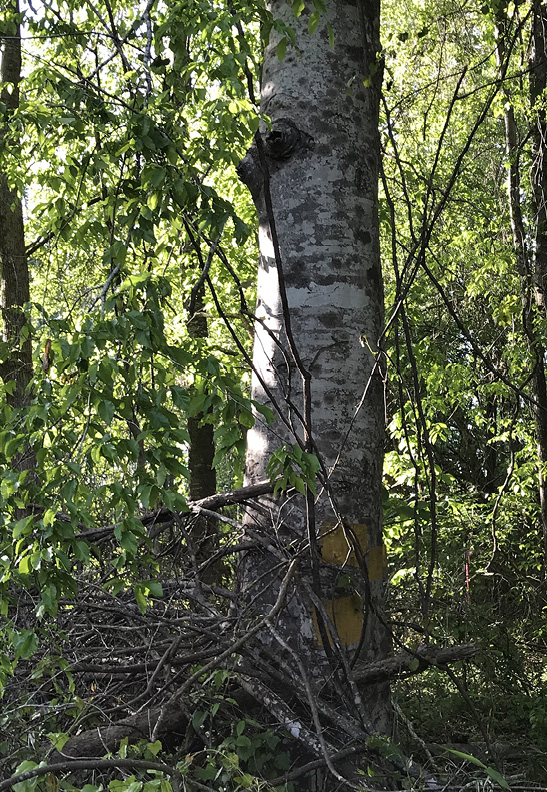 A large beech tree surrounded by greenery and small stems.