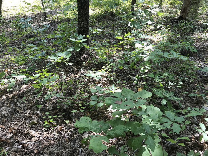 Many small oak seedlings on a forest floor.