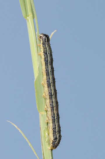 A dark-colored caterpillar resting on a grass stem.