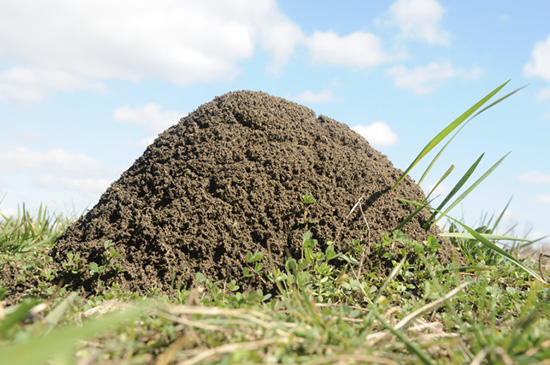 A large fire ant mound.