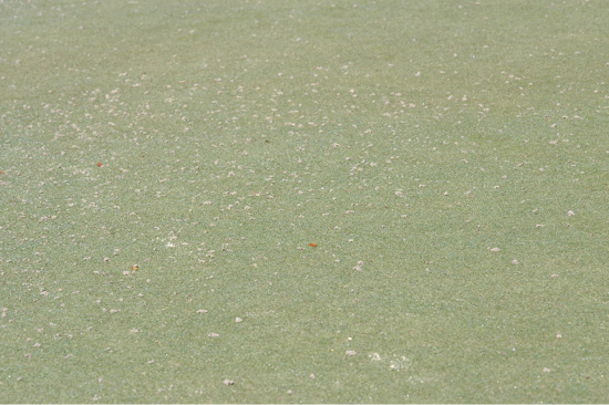 A golf green with a large number of worm castings.