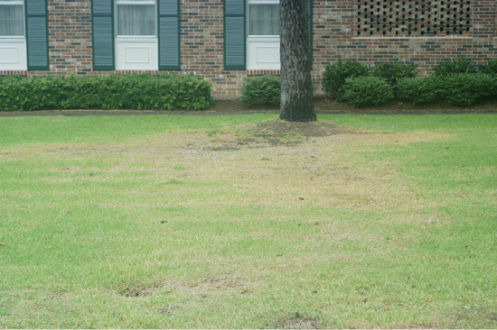 A lawn with a large yellowing area of grass.