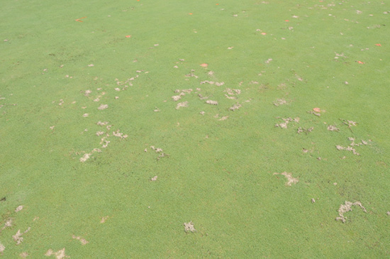 A golf green with heavy mole cricket damage.