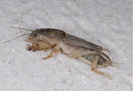 Close-up of a southern mole cricket adult.