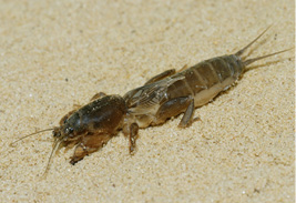 Close-up of a northern mole cricket adult.
