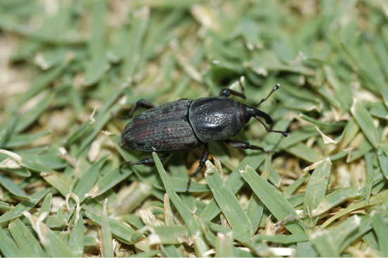 A small, black beetle with a prominent snout crawling in grass.