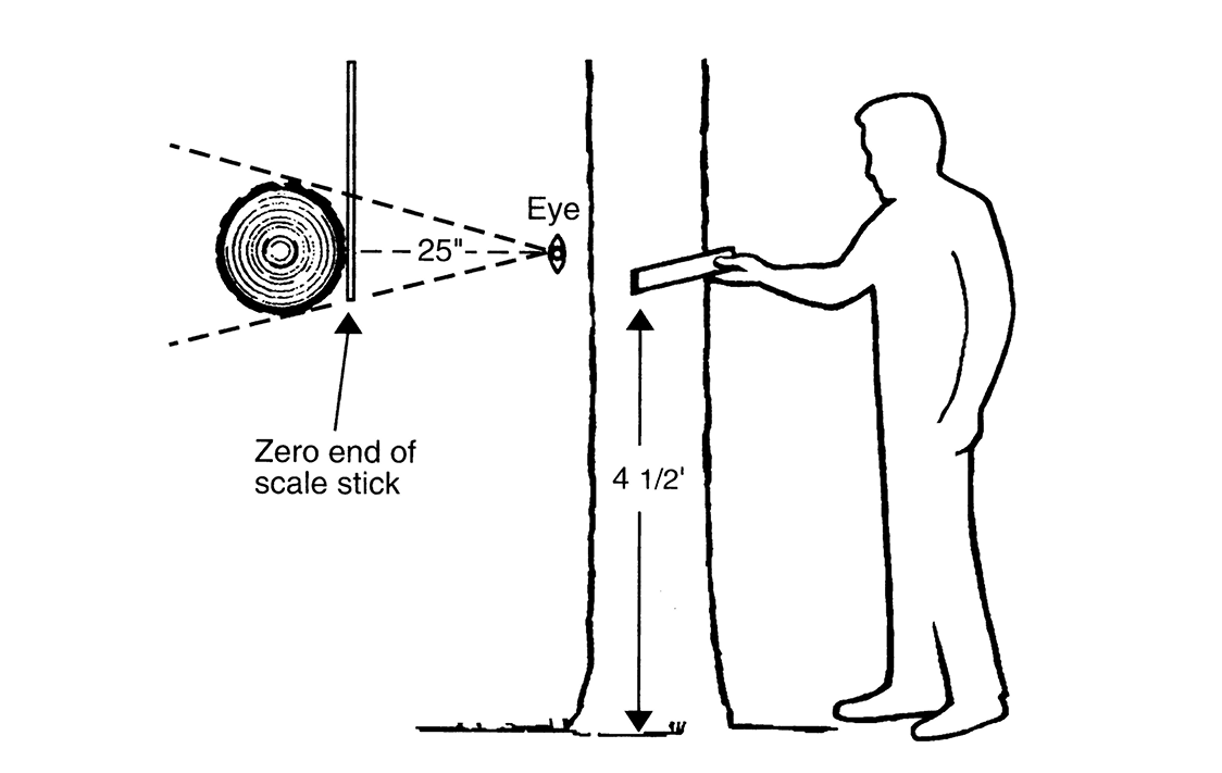 An illustration of how to properly measure a tree trunk's diameter, described in text under Diameter Measurement.