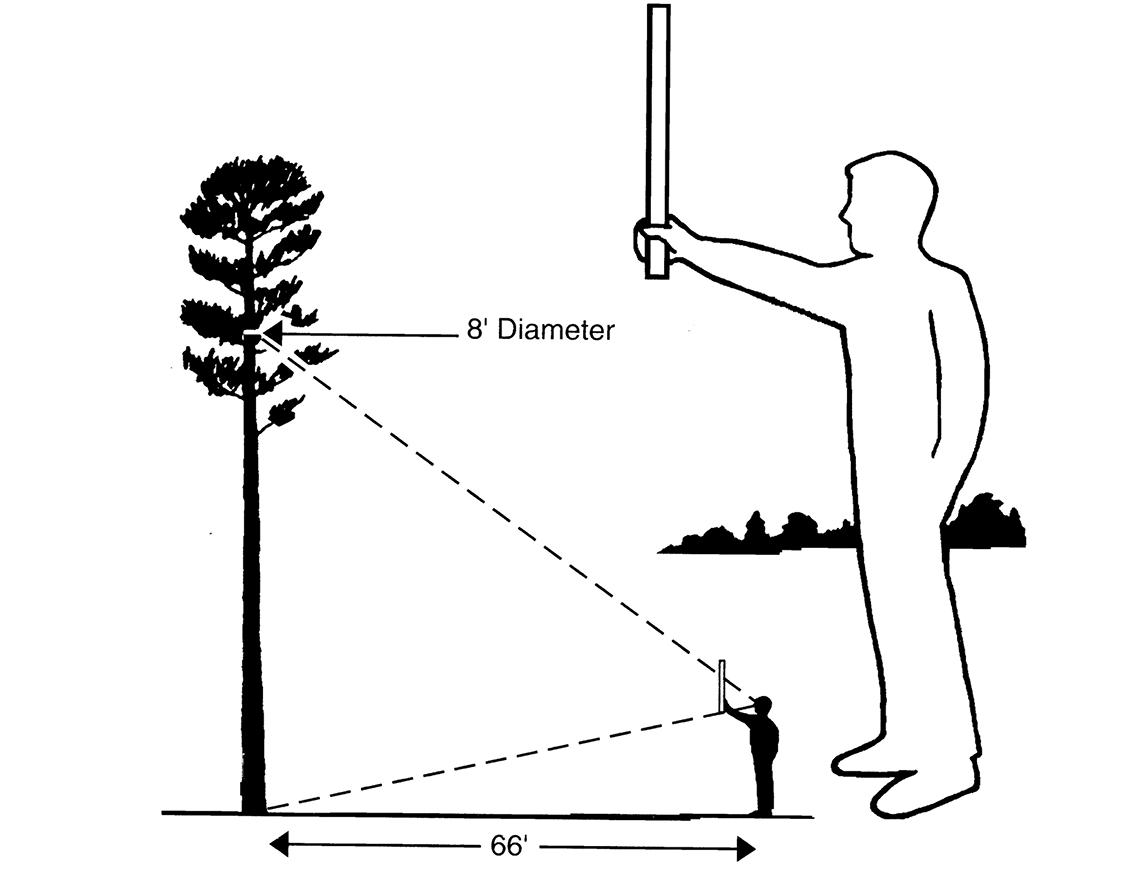 An illustration demonstrating the proper way to measure tree height.