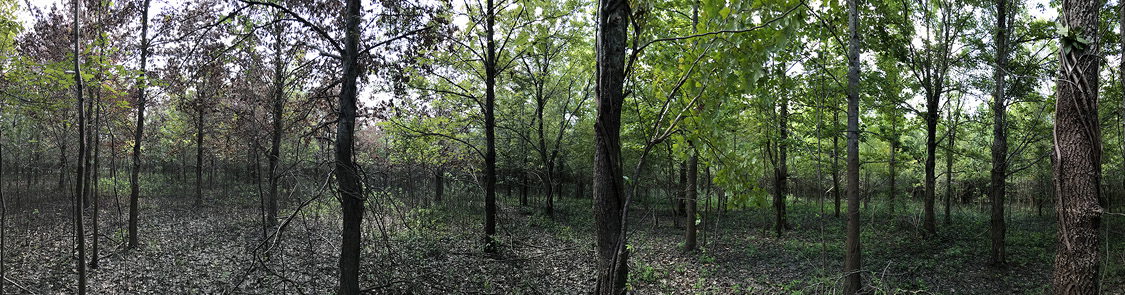 A forest with some small, declining trees and some larger, green, healthy trees.