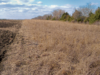 Dense, brown grass that ends at a bare field-like area.