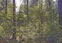 Forest with an overgrowth of middle-canopy hardwood vegetation.