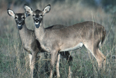 A "nubbin" buck and a yearling doe.