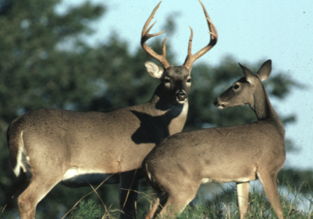 Doe and deals buck