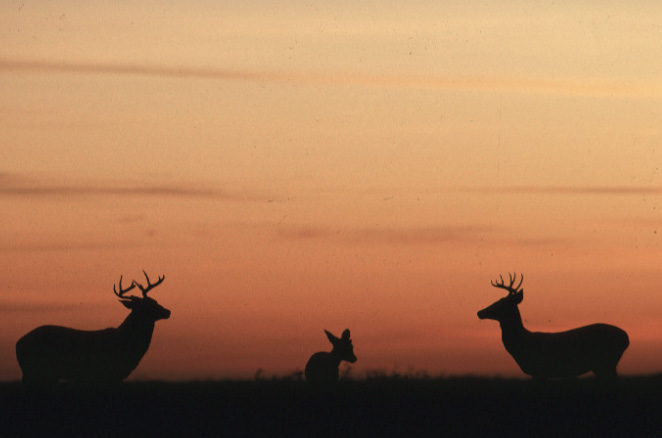 2 whitetailed deer buck and a fawn, silhouetted against a sunset.