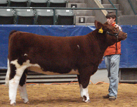 A showman stands next to his calf that is set in profile with its rear feet staggered. 
