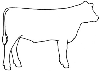 Drawing of a cow's profile with rear feet staggered. 