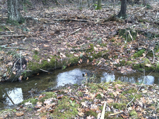 Water pooled up in a low area in the woods.