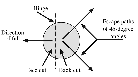 From a bird's-eye view, the diagram shows that two escape paths should be established at 45 degree angles from the hinge and on the opposite side of the tree from the face cut and direction of fall to ensure safety. 