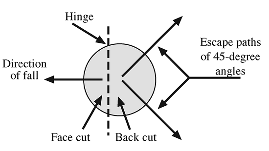 Chain Saw Safety: Tree Felling  Mississippi State University