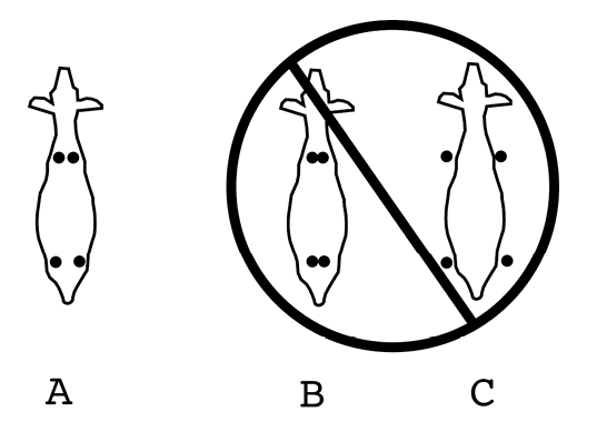 Three examples of feet positioning when showing goats as seen from above. In example A, the goat's feet are underneath the outline of the body, the front feet are slightly spaced apart, and the back feet have a wider stance. In example B, the goat's feet are underneath the outline of the body, but the feet are incorrectly placed together. In example C, the goat's feet are incorrectly placed outside of the outline of the body. A correct stance is essential to effectively showing your goat.