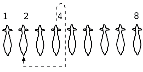 A diagram shows how to change positions in a showing line-up with your goat. When moving from position 4 to position 2, move forward, turn right and move back through postion 4, then turn right and walk behind the other goats to move into position 2. 