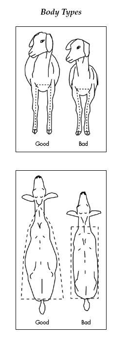 Drawing comparing good and bad body types. Good goat bodies are taller and wider with front legs placed squarely under the body. From above, a good body type is triangular from neck to rump. A bad body type is rectangular.
