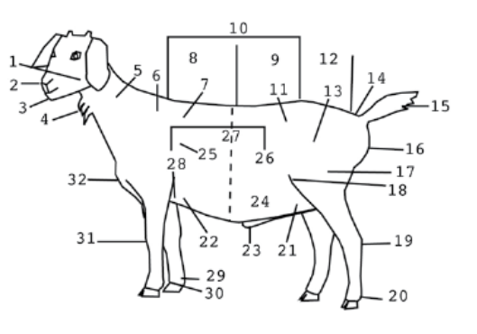This diagram labels the parts of a meat goat.