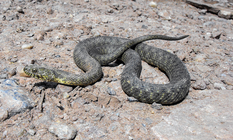 Reducing Snake Problems Around Homes | Mississippi State University ...