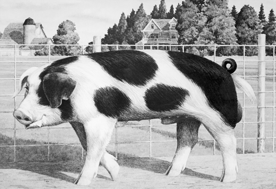 Spotted pig. Large frame, white with black spots.