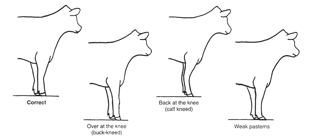 Diagram of an ideal market steer front leg set.