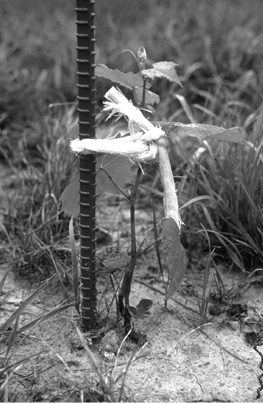 A small plant tied to a support pole.