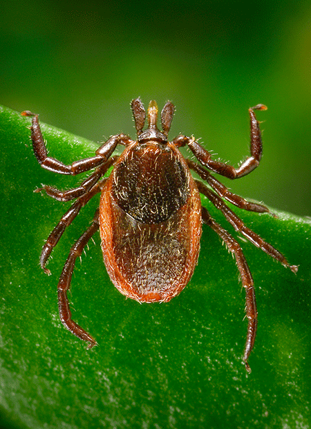 A tick on a green leaf. (Photo by James Gathany, Centers for Disease Control and Prevention.)