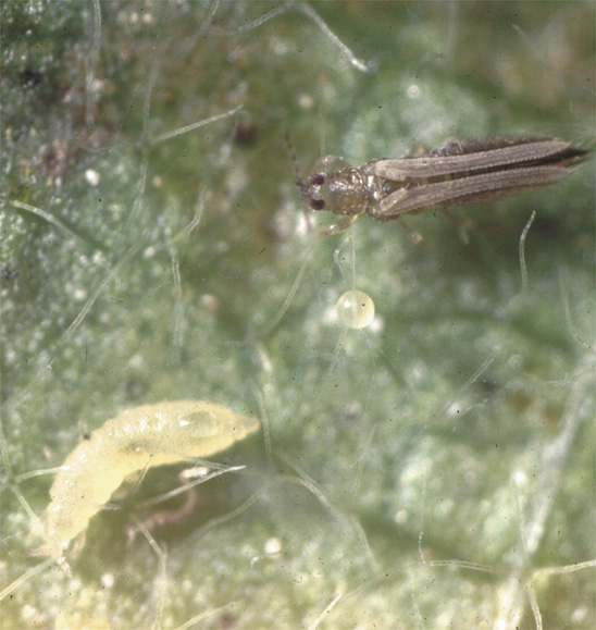Thrips in greenhouse crops - biology, damage and management