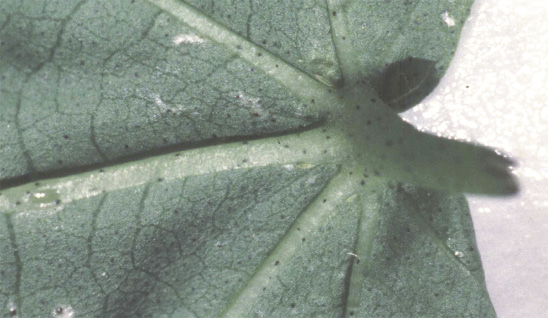 Biology & Control of Thrips on Seedling Cotton