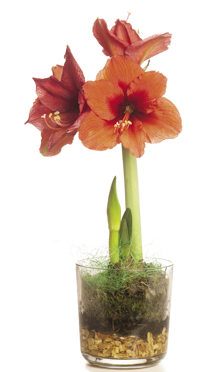 A tall, salmon-colored flower grows in a glass pot.