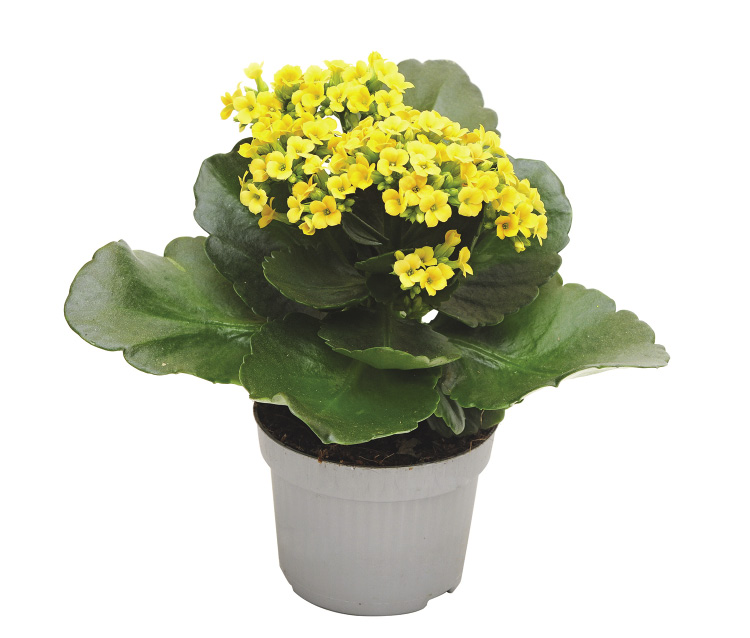 A plant with large green leaves and small yellow flowers grows in a pot.