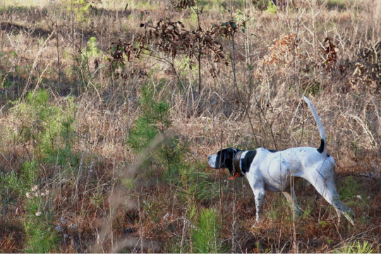 A dog in a field pointing in the direction of the hunted game.