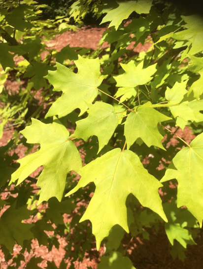 Bright green Florida maple leaves.